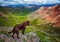Colorado Mountains with a dog