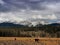 Colorado Mountains and horses