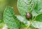 Colorado potato beetle.