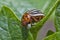 Colorado Potato Beetle