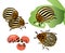 Colorado potato beetle