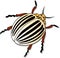 Colorado potato beetle