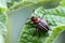 Colorado potato beetle