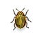 Colorado potato beetle.