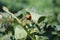 The Colorado potato beetle. Close-up larvae. Leaf veins. Agriculture photo.