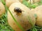 Colorado potato beetle is a common potato pest