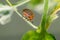 Colorado potato beetle crawling on a plant. Harmful insect