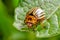 Colorado potato beetle crawling on potato leaves