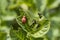 The Colorado Potato Beetle destroying the potato leaves on the field is removed