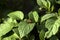 Colorado potato beetle eat the leaves of a flowering potato, a garden pest is devouring a vegetable