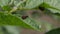 Colorado potato beetle is eating a green leaf