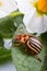 Colorado potato beetle eating leaf