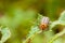 Colorado potato beetle eating a leaf. Copy space for text