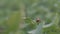 Colorado potato beetle, eating a potato leaf, close-up, beetle larva, pest in the garden