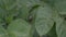 Colorado potato beetle, eating a potato leaf, close-up, beetle larva, pest in the garden