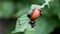 Colorado potato beetle eating potato leaves, potato damage, macro