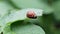 Colorado potato beetle eating potato leaves, potato damage, macro