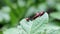 Colorado potato beetle eating potato leaves, potato damage, macro