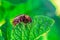 Colorado potato beetle eats green potato leaf close-up. Garden insect pest. Vegetable stub.