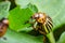 Colorado potato beetle eats green potato leaves