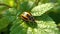 Colorado potato beetle eats green potato leaves closeup. Generative Ai