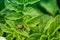 Colorado potato beetle eats potato leaves, close-up