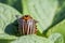 Colorado potato beetle eats potato leaves, close-up.