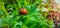 Colorado potato beetle eats potato leaves, macro shot. Pests destroy the crop in the field.