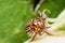 Colorado Potato Beetle on eggplant