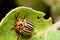 Colorado Potato Beetle on eggplant leaf