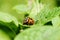 Colorado potato beetle feeding on leaves