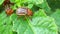 Colorado potato beetle on green leafs