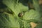 Colorado potato beetle, harvest.