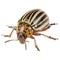 Colorado Potato Beetle Isolated on White Background