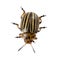 Colorado potato beetle isolated on the white background