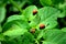 Colorado potato beetle and its larvae eat green branches of potato.