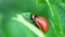 Colorado Potato Beetle Larva