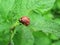 Colorado potato beetle larva eats potato leaves