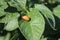 The Colorado potato beetle. Larva macro photo. Leaf pitting.