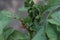 Colorado potato beetle larva on a potato leaf