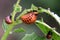 Colorado potato beetle larvae