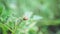 Colorado potato beetle larvae eat leaf of young potato