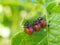 Colorado potato beetle larvae eat a potato leaf. Close-up. A vivid illustration on the theme of protecting this agricultural plant