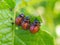 Colorado potato beetle larvae eat a potato leaf. Close-up. A vivid illustration on the theme of protecting this agricultural plant