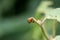Colorado potato beetle or Leptinotarsa decemlineata climbing on top of plant in local garden surrounded with dark green partially