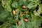 Colorado potato beetle - Leptinotarsa decemlineata on potato bushes. Pest of plants and agriculture. Treatment with pesticides.