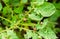 Colorado potato beetle - Leptinotarsa decemlineata on potatoes bushes. A pest of plant and agriculture. Insect pests damaging