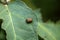 Colorado potato beetle or Leptinotarsa decemlineata on top of thick dark green half eaten leaf in local garden