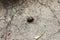 Colorado potato beetle or Leptinotarsa decemlineata walking on dry cracked ground surrounded with dried leaves