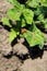 Colorado potato beetle Leptinotarsa decemlineata on young potato plants